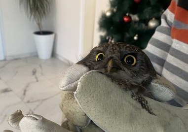 Малка кукумявка се заклещи в камината на къща в Белащица