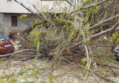 Голямо дърво е рухнало на улица в Пловдив съобщи гражданин