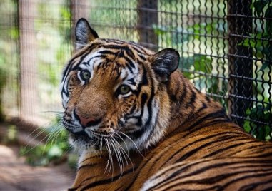 Според местните медии мъжът от зоопарка е пренебрегнал правилата за