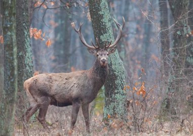 Бой между два елена на пътното платно заснеха пътуващи на