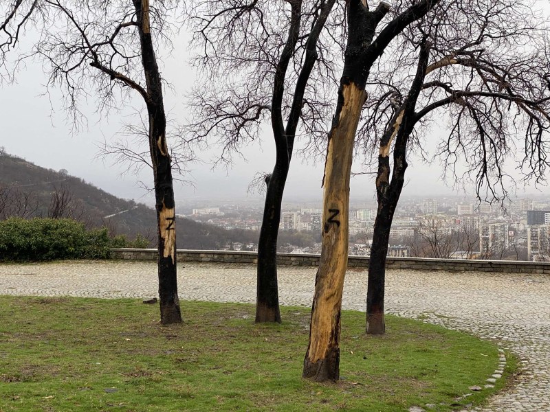 След скалите на Бунарджика, Z- вандалите посегнаха и на дървета на хълма