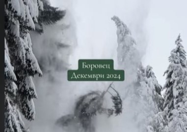 Огромен бор падна насред колона от коли на пътя от