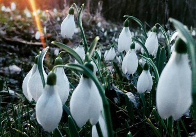 Кокичета цъфнаха в последния ден на годината в градини в
