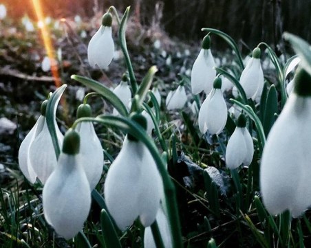 Кокичета цъфнаха в последния ден на годината в Смолян