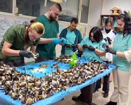 Откриха близо 600 мъртви птици край Копривщица