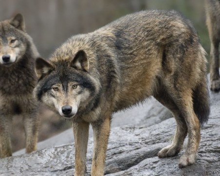 Швеция убива 10% от вълците си