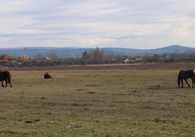 Собственикът на конете причинили катастрофата в която загуби живота си