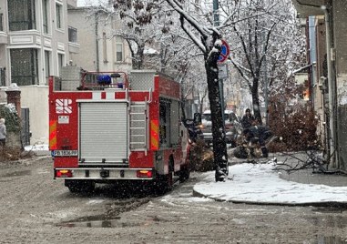 Дърво се е стоварило на ул Авксентий Велешки в центъра