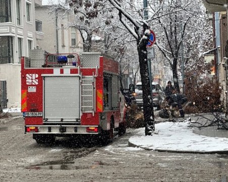 Дърво се стовари в центъра на Пловдив, пожарна е на място