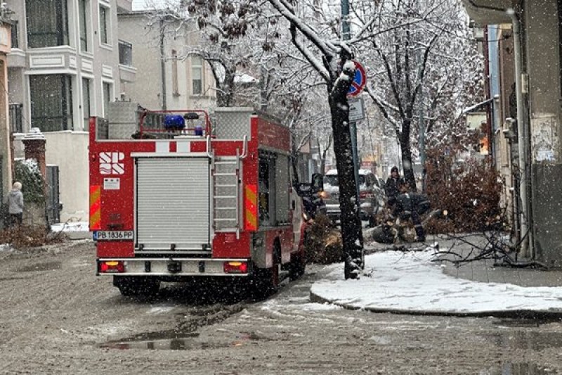 Дърво се стовари в центъра на Пловдив, пожарна е на място