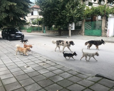 Издирват глутницата, нападнала пловдивчанин на Гребната база