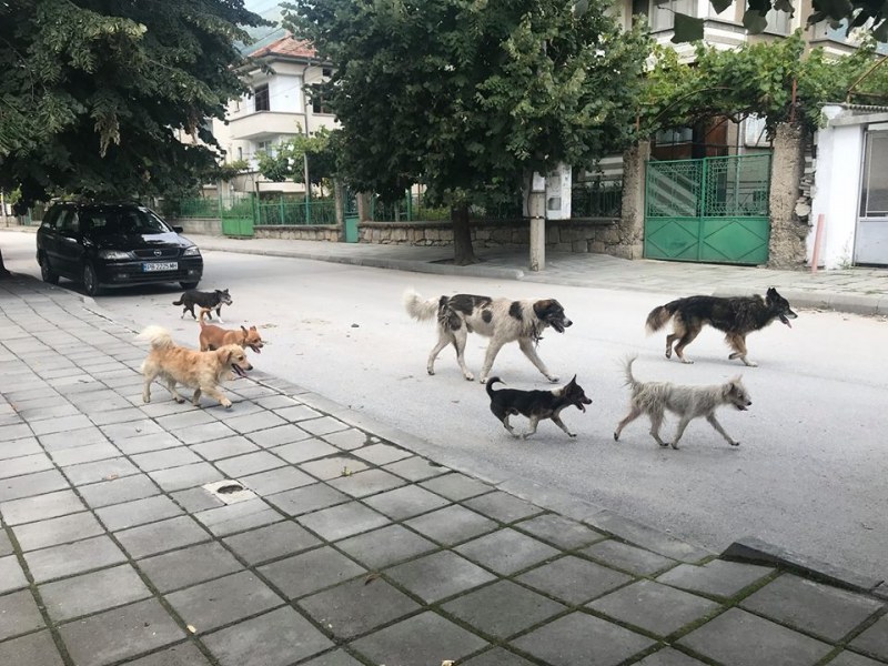 Издирват глутницата, нападнала пловдивчанин на Гребната база