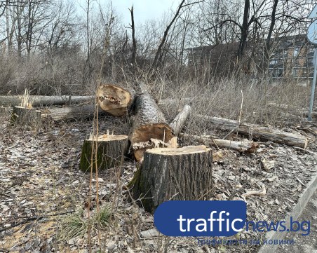 Общината изсича 186 дървета на Гребната, докато частници искат да строят: Каква ще е съдбата на зелената ивица?