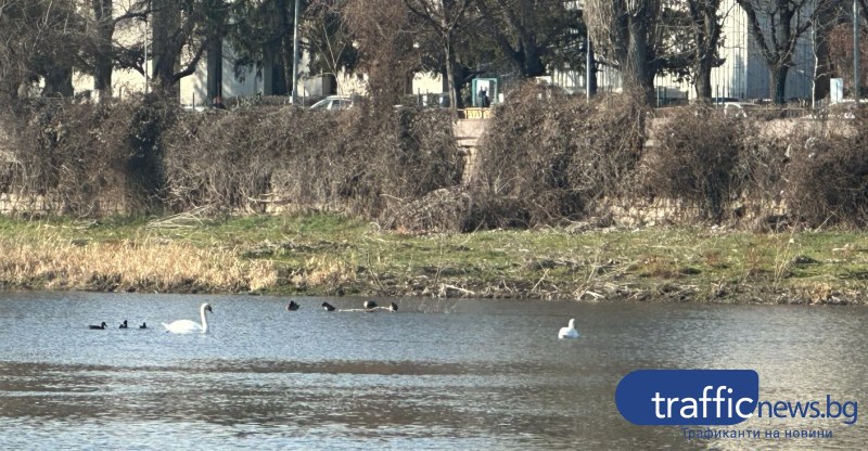 Лебеди плават под моста на Панаира, пловдивчани се спират да ги снимат