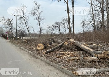 Специална комисия решава с какви видове да залесят оголеното пространство