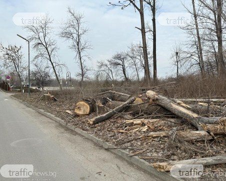 Специална комисия решава какво да засади на мястото на премахнатите тополи край Гребната база