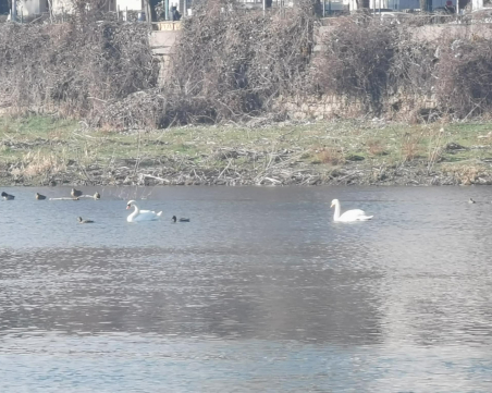 Водното огледало на почистената Марица привлича лебедите в Пловдив