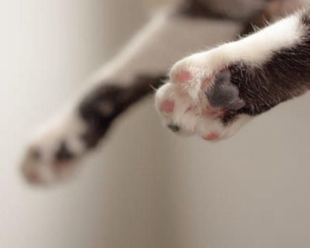 Пловдивчанин: Открихме няколко отровени котки в центъра на града