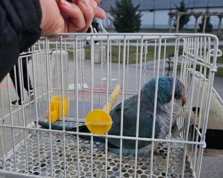 Изгубеното папагалче от Тракия е вече при своя собственик