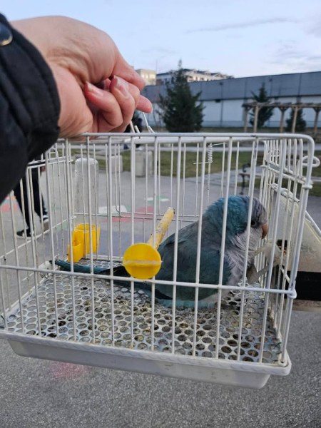 Папагалчето, намерено в парка на бул. Освобождение в Тракия, вече