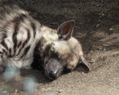 Търсят се осиновители за животни в столичния зоопарк