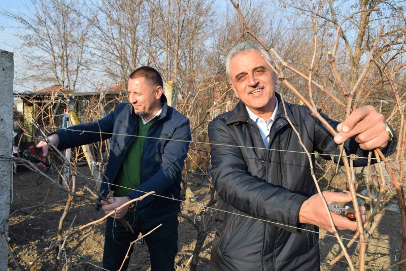 Кметът на Община Марица заряза лозите на Трифон Зарезан в Рогош, Труд и Маноле