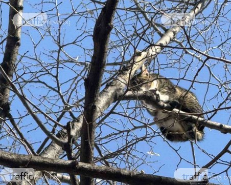 Котка вече втори ден бедства в Пловдив, институциите безсилни?