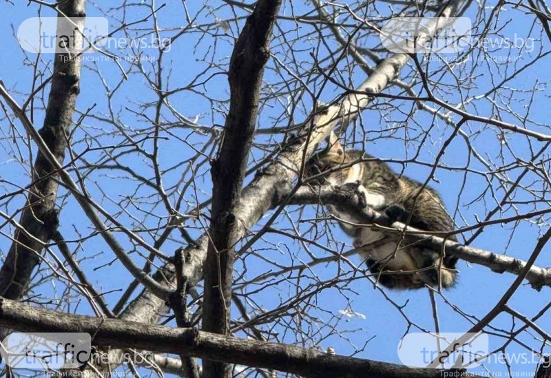 Котка вече втори ден бедства в Пловдив, институциите безсилни?