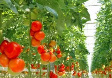 Първите български оранжерийни краставици и домати вече се появиха по