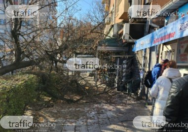 Дърво се стовари върху тротоар в квартал Мараша сигнализираха читатели