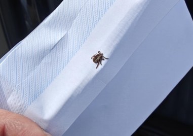 За необичайна гледка алармира пловдивчанин който се натъкнал на активен