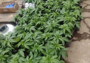 Добре оборудвана домашна наркооранжерия откриха в лесичовското село Церово Жилището