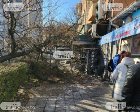 Изкоренено дърво се стовари на тротоар в Пловдив, по чудо няма пострадали