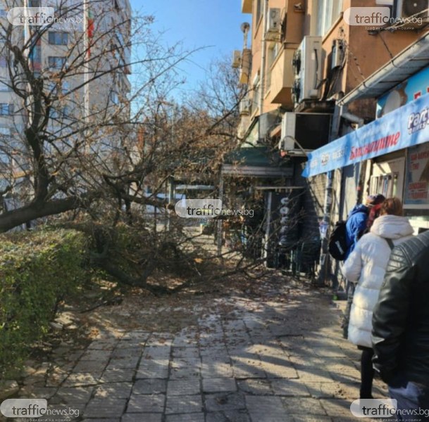 Изкоренено дърво се стовари на тротоар в Пловдив, по чудо няма пострадали