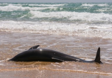 Откриха мъртъв делфин на плажа Алепу При извършен обход на