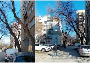 За потенциално опасна дървесна растителност в центъра на Пловдив сигнализират