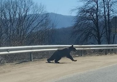 Мече притича посред бял ден през планински път в Стара