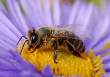 До 70 достига зимната смъртност при пчелите в страната За това алармира председателят на
