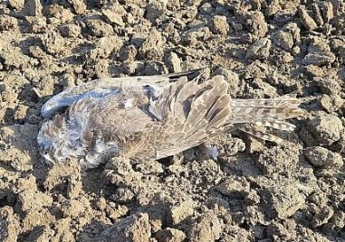 Женски ловен сокол част от една от едва трите известни