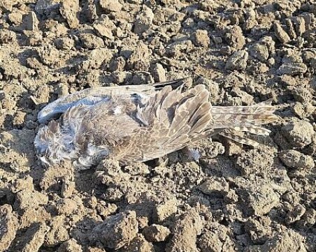 Световно застрашен ловен сокол е отровен край Пловдив