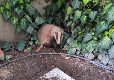 Язовец се появи в двора на Марица Гардън стана ясно