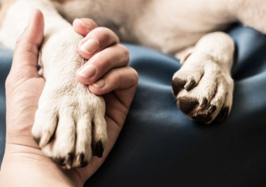 Трима са задържани заради жесток побой върху куче   В събота вечерта