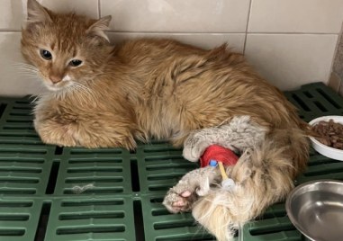 Кола блъсна Рижко в Пловдив, котенцето има нужда от средства, за да се възстанови