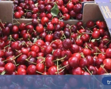 Шефът на борсата в Първенец: Черешите струват 25 лева, но вероятно ще поскъпнат със 100%