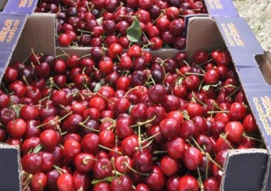 Студът и снегът вдигнаха цената на черешите у нас