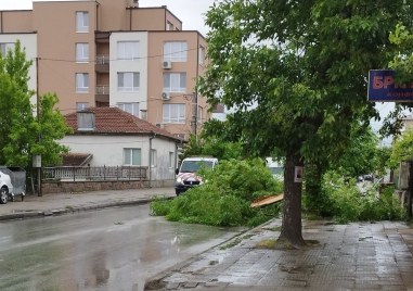 Голям клон блокира движението по бул. „Коматевско шосе”