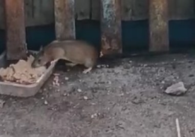 В Кючука огромен плъх си похапва от купичките с храна на уличните котки ВИДЕО