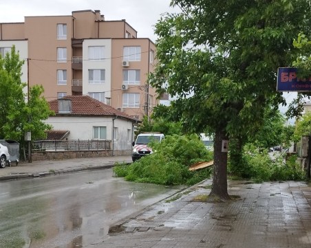 Голям клон блокира движението по бул. „Коматевско шосе”