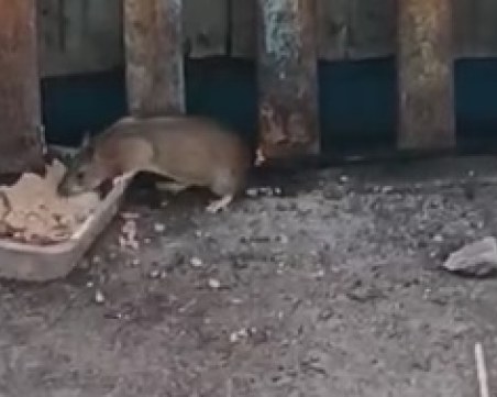 В Кючука огромен плъх си похапва от купичките с храна на уличните котки ВИДЕО