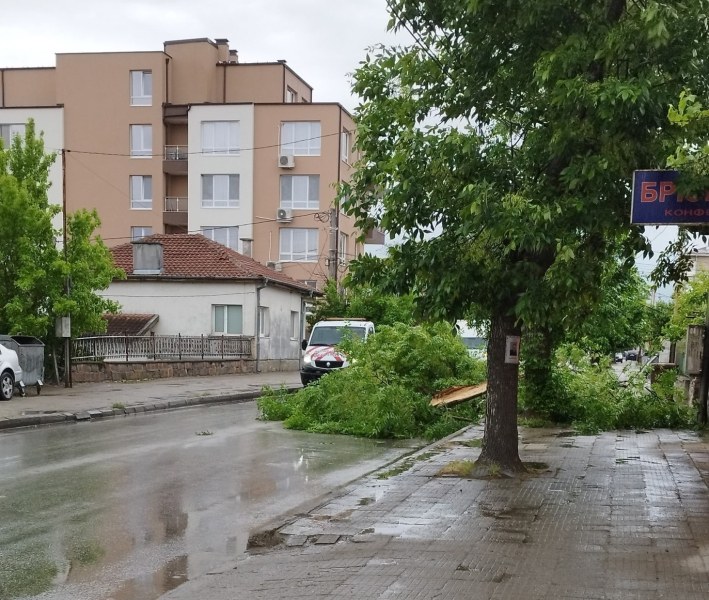 Голям клон блокира движението по бул. „Коматевско шосе”